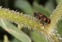 Le Cercope intermdiaire (Homoptre - Cercopidae - Cercopis intermedia)